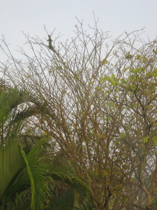 Iguanas love to climb trees and hang out on the branches.
