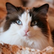 Audrey V. profile image