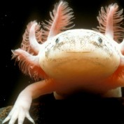 Axolotl profile image