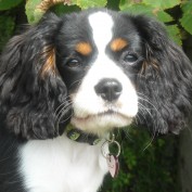 doglover7 profile image