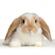 Alice H. profile image