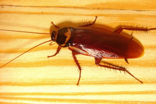 One of the most well known insect, cockroach.