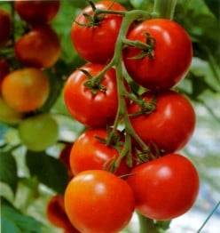 Everything About Tomatoes. Check it Out!