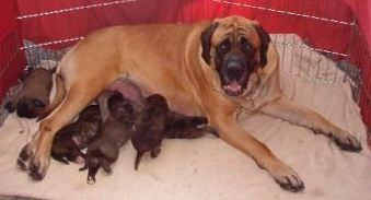 Shirley with her second litter. (Not Dick's -- he was from her first)