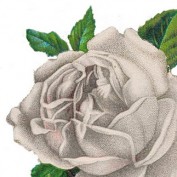 janeaustengirl profile image