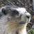 Marmot Marmot