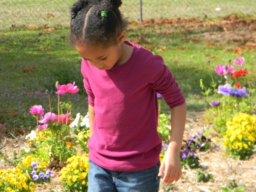 Looking for weeds in the annual trial beds.