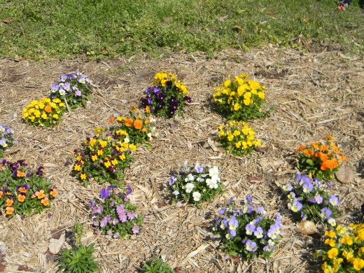 Annual Trial Bed