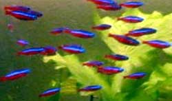 cardinal tetras, which are a bit larger than neon's, are relatively easy to care for, and at the same add a brilliant splash of color to any aquarium. Also the smaller size of this species, gives the option of adding a few larger fish to your tank.