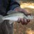 One of the employees catch of the day. A small wide mouth bass! One of the employees catch of the day. A small wide mouth bass!