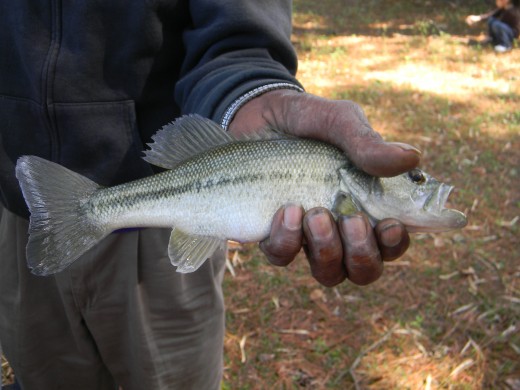 One of the employees catch of the day. A small wide mouth bass!