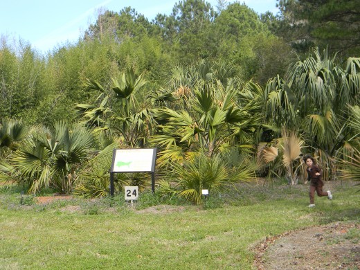 Palmettos