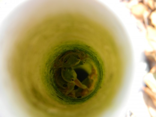 A lounge of lizards resting in a water pipe.