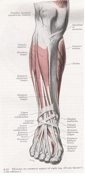 Anatomy of shin conditioning 