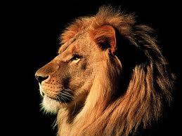 The King of Judah is often referred to as the Lion of the Tribe of Judah