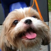 cutepuppypicture profile image