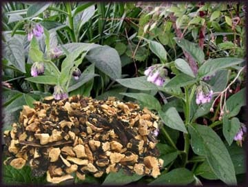 Comfrey plant showing chopped and dried root