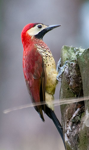 Crimson-mantled Woodpecker  (Piculus ribolii)