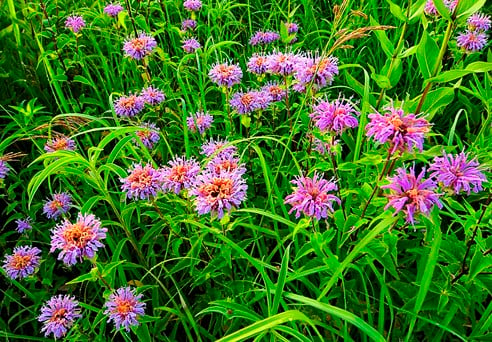 Wild bergamot is also known as bee balm and horse-mint.