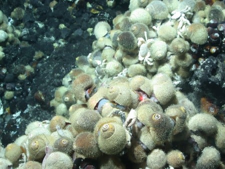 Alviniconcha sp. in high concentration at hydrothermal vent site