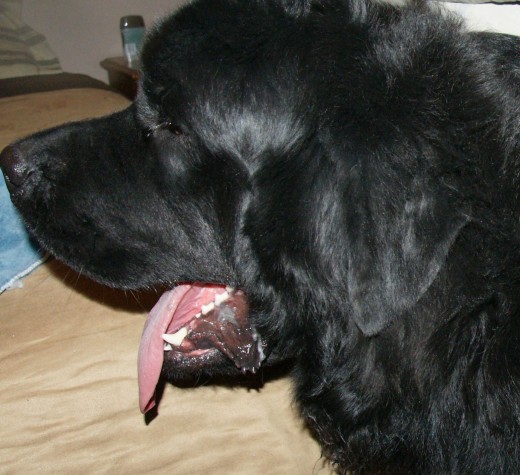 Bruce my Newfoundland Dog showing off his pearly whites.