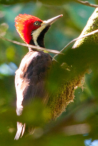 Guayaquil Woodpecker (Campephilus gayaquilensis)