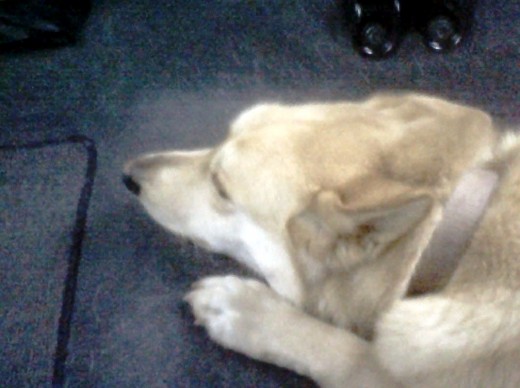 Busa and I headed to West Tn for the weekend.  She didn't appear to be as excited as I was about it.