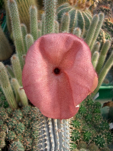 The hoodia gordonii cactus takes up to five years to bloom and be ready for harvesting.