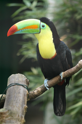 Toucan in a natural environment