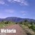 5000 ft.above sea level, Mt. Victoria in Central Palawan, Philippines is the habitat of world's largest meat-eating pitcher plant. 5000 ft.above sea level, Mt. Victoria in Central Palawan, Philippines is the habitat of world's largest meat-eating pitcher plant.