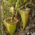meat-eating pitcher plant meat-eating pitcher plant