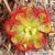 This insect-eating flower is likewise found in Mt. Victoria. This insect-eating flower is likewise found in Mt. Victoria.