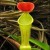 pitcher plant pitcher plant