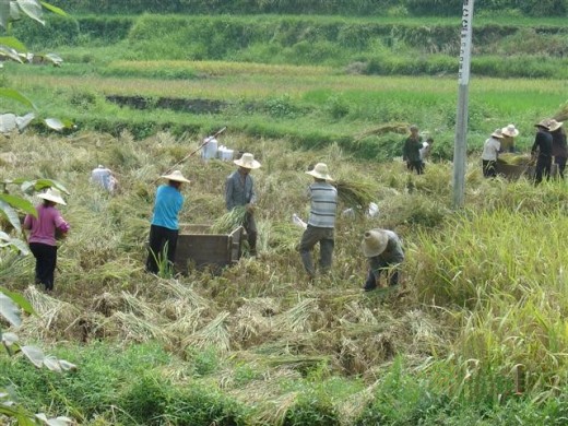 Rice Farming, China