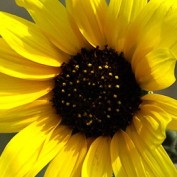 ciaobella24 profile image