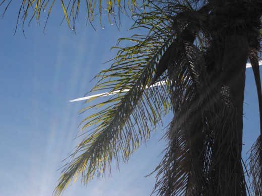 Chemtrail with a San Diego Flare.... shot behind a palm tree, Kensington area of San Diego.