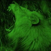 Herbivore Lion profile image