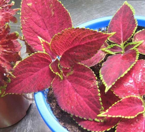 All varieties of coleus root easily from cuttings. Start them in water or in soil. 