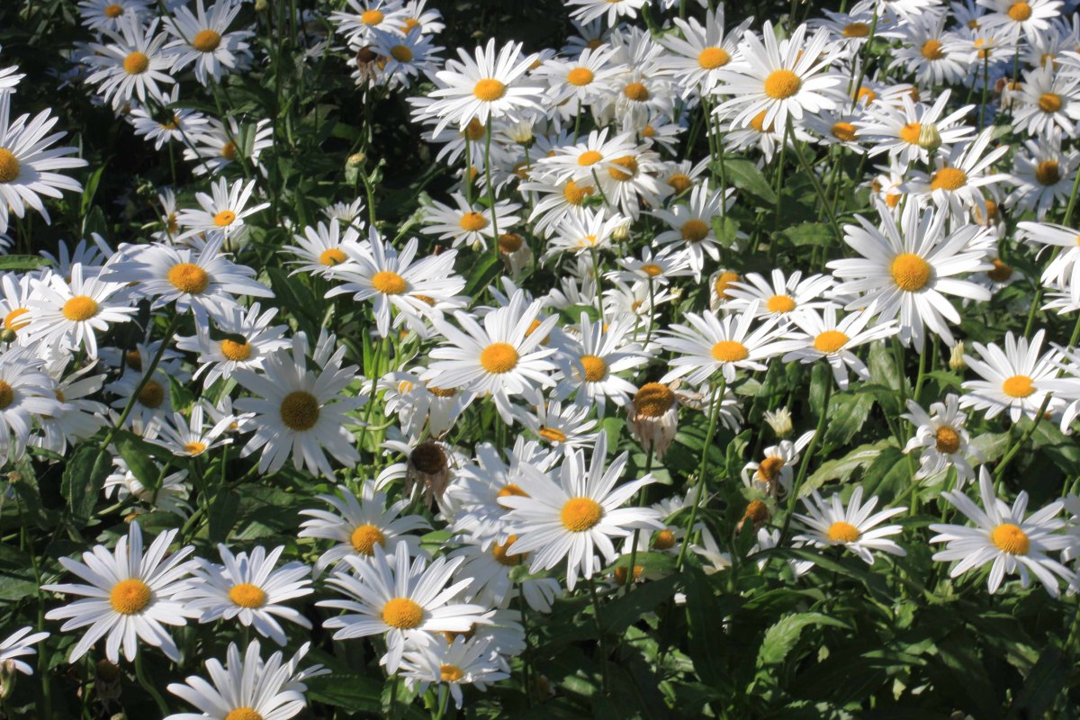 Daisies in a park in Funchal