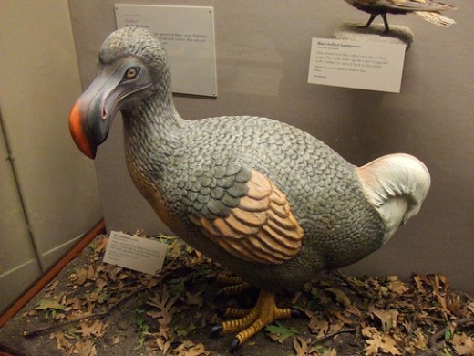 are there any photos of real dodo birds