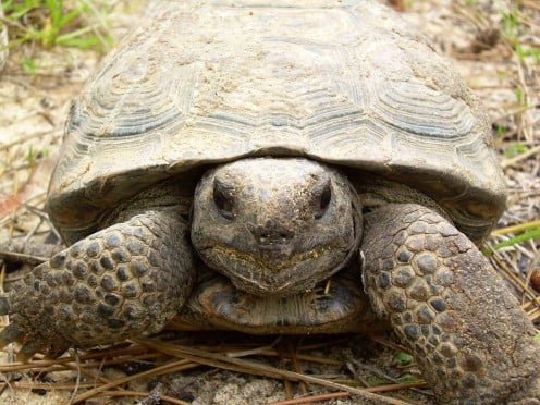 Georgia's Living Dinosaurs : Gopher Tortoise-Gopherus polyphemus | HubPages