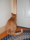 Should I Let My Indoor Cat Outdoors?