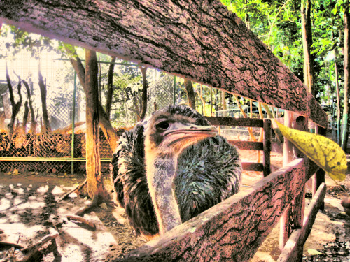 A pseudo HDR photo of an ostritch from Subic, Philippines