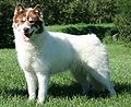 a Canadian Eskimo Dog