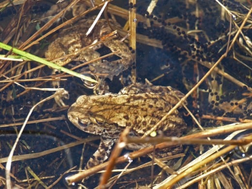 Toads spawning
