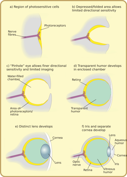 See: http://en.wikipedia.org/wiki/File:Diagram_of_eye_evolution.svg
