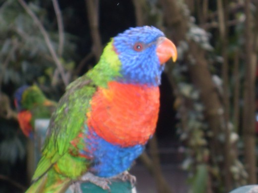 The beautiful Lorikeets that you can feed with a tub of nectar
