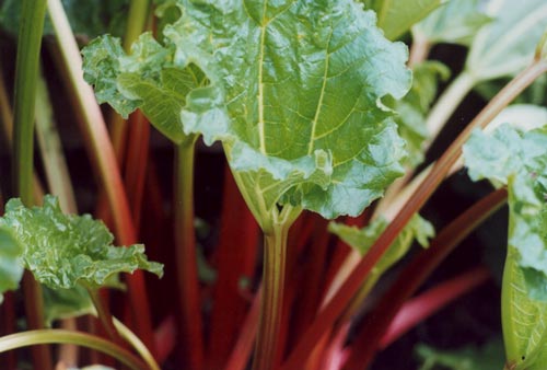 Plant