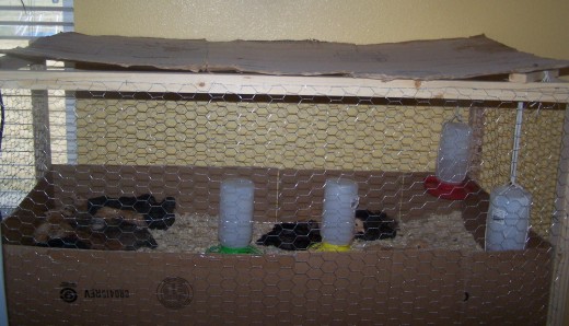 Cardboard on top of brooder when chicks were fully feathered, but not yet ready to go in the coop. We turned off the heat lamp, but they still get other light sources.