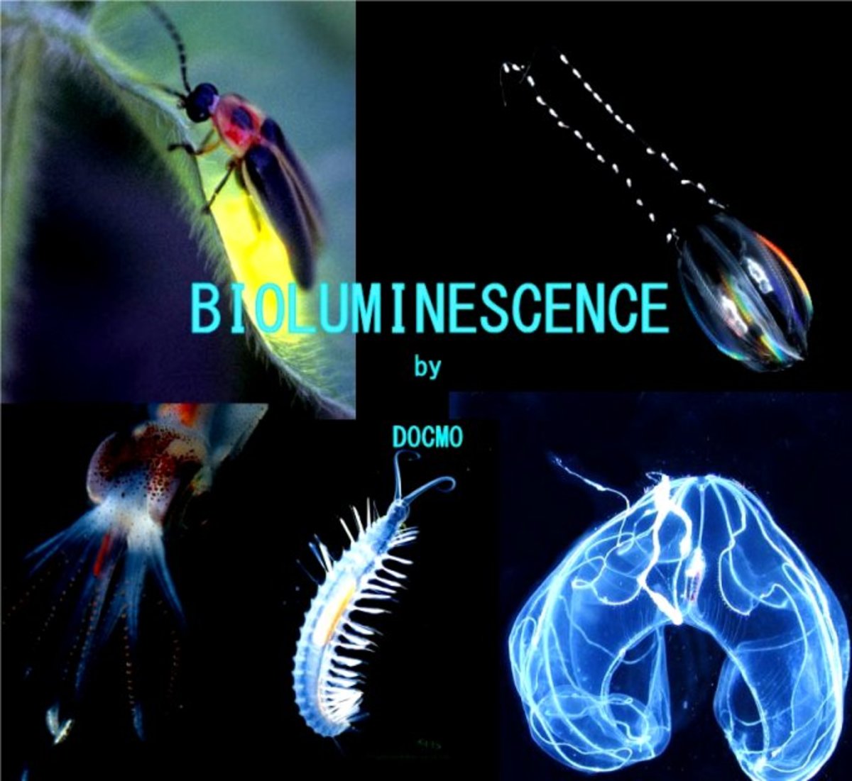 Why Do Bioluminescent Organisms Mainly Produce Blue Green Light 20